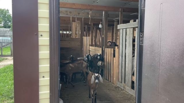 СТОИТ ЛИ ПЕРЕЕЗЖАТЬ В ДЕРЕВНЮ? ТЯЖЕЛЫЕ БУДНИ В ДЕРЕВНЕ! НАША ФЕРМА! ЖИЗНЬ ПРОСТЫХ ЛЮДЕЙ В ДЕРЕВНЕ! смотреть онлайн