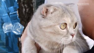 История о человеческом равнодушие в результате, которого даже породистая кошка стала бездомной.mp4