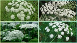 АММИ большая. Полезные свойства.