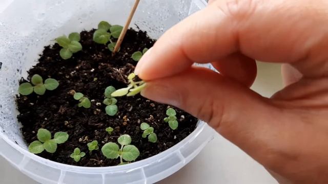 Глоксинии!!! Сеянцам 1 месяц и 10 дней от посева семян.