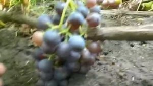 Сорт винограда Гурзуфский розовый.