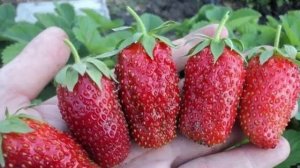 КЛУБНИКА ДИВНАЯ -описание сорта клубника Дивная