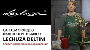 Сажаем Орхидею фаленопсис в кашпо Лечуза Deltini. Секреты пересадки и выращивания