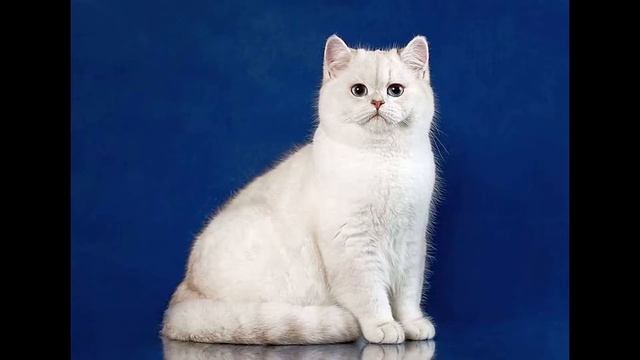 Британская короткошёрстная - описание породы кошки: фото, характер смотреть онлайн