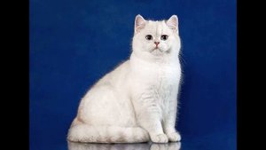 Британская короткошёрстная - описание породы кошки: фото, характер