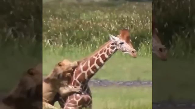 Жираф и лев...  Giraffe And Lion...