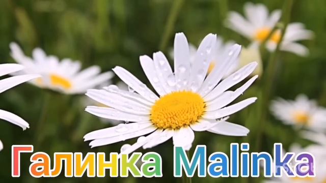 Ольга Уралочка live /Пьяная устроила разборки /Обзор Влогов /Уралочка и Сафар /