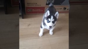 Ярая! Малыш хаски (не лают это если что  сарказм)