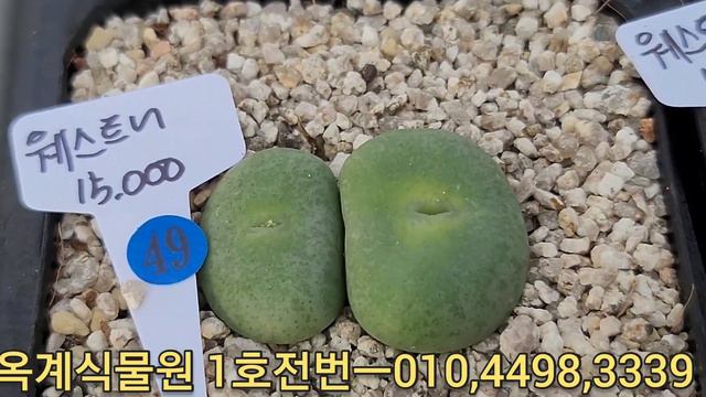 1109 판매완료 코노데이 해피데이 오늘은 1호에게 주문해 주세용
