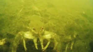 Перед началом запрета ловля рака не на раколовку а  руками по холодной воде.