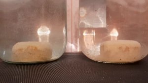 Рыболовный эксперимент. Нужна крупа в брикете или нет?  Самодельный брикет для макушатника