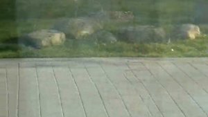 гсвг 66795 стендаль 2010г