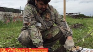 Сажаем очень вкусную грушу памяти Яковлева.Как посадить грушу чтоб она прижилась.