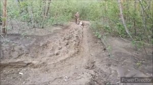 Инвалидная коляска для собак