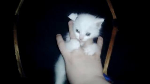 Снежок играет котёнок cat