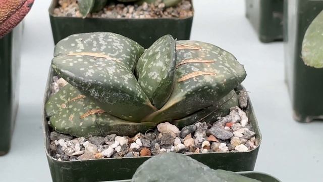 Gasteria Collection! An Exotic African Succulent - Episode 39 смотреть онлайн