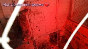 Купила петуха? Маран#Карантин