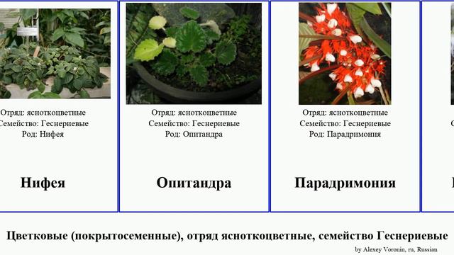Цветковые (покрытосеменные), отряд ясноткоцветные, семейство Геснериевые angiosperms Fuse Анна