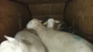 Уехали в Пермь и Саратов #георгиевскийдорпер #дорпер #dorper #каядорпер #белыйдорпер #овцы #бараны