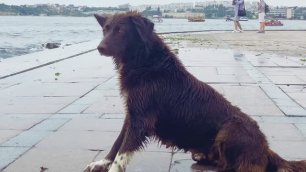 Собака в Севастополе ждет большую волну. Август 2021.
