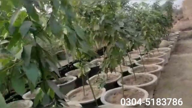 Star Fruit and Air Layering Avocado Plant (tree) | Persea americana #profitablebusiness #avocado смотреть онлайн