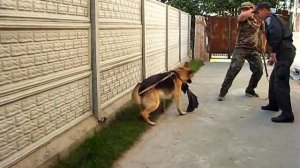 Как научить собаку охранять