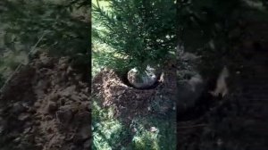 Как правильно пересаживать ёлочки из леса, часть 3я.