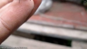 Паук скакун - Philaeus chrysops