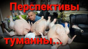 ИНДЕЙКА ВЫВЕЛАСЬ, ЧТО ДЕЛАТЬ ДАЛЬШЕ? / СКОЛЬКО ИНДЕЙКИ БУДЕМ ВЫРАЩИВАТЬ В 2022 ГОДУ?