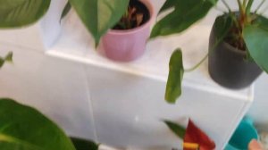 Антуриумы Сорта Гиганты, как их отличить от обычных антуриумов Андре в магазине.