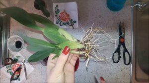 Часть 6. Орхидея Камбрия пересушена во мхе. Обработка. Пересадка. Реанимация