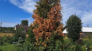 Туи. Причина гибели.