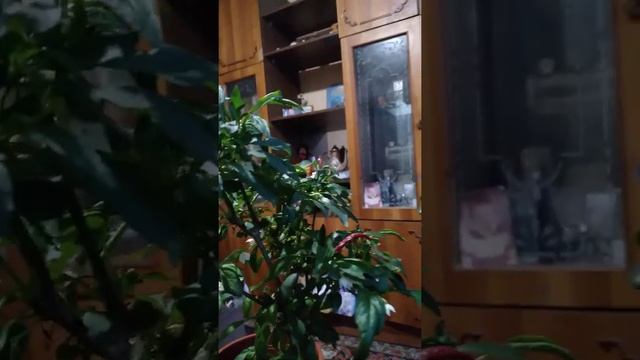 Влияние подкормки из рыбной муки и золы на комнатные растения.