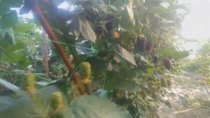 Ежевика сорт Натчез!!! Только с восклицательным знаком.