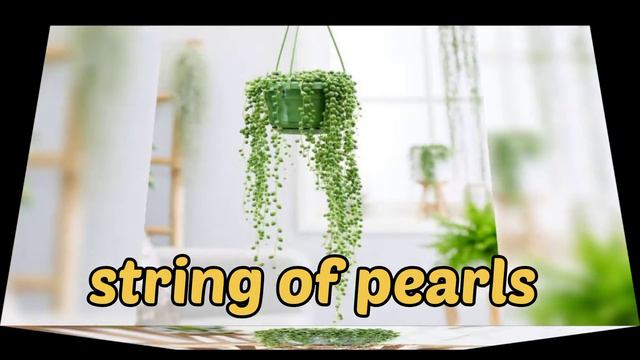 Top 11+Best Permanent Hanging Succulent Plant Cuttings Best Hanging Basket Plants 🎋