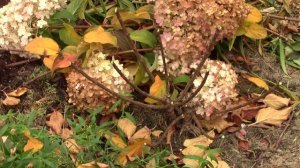 Гортензия БоБо и Ванила Фрайз. Осенняя  обрезка. Подготовка к зиме.