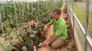 КОНСУЛЬТАНТ САДОВОДА 266