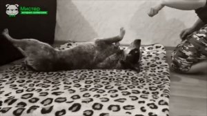 Как научить собаку команде "Кувырок"?