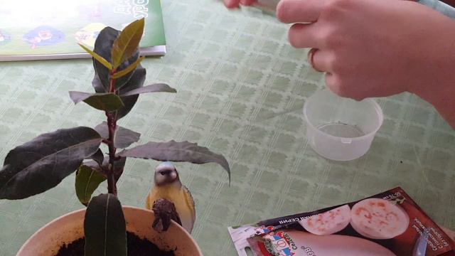#СеДеК_тестирование2019.  Посылка . Замачивание семян.