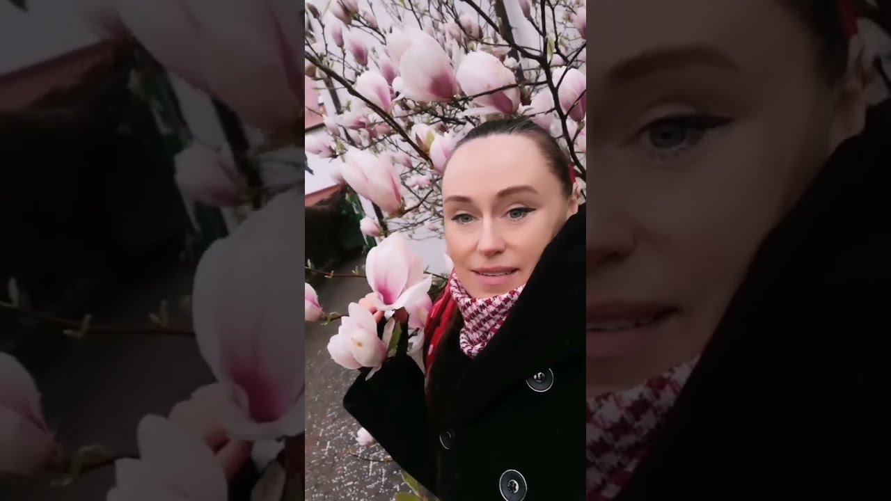 Цветущая #магнолия 26 апреля 2023 смотреть онлайн