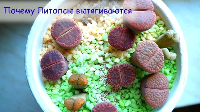 Уход за ЛИТОПСАМИ. ВОПРОС-ОТВЕТ, Часть II смотреть онлайн