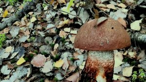 Бурые подосиновики. Поход в лес за грибами в конце грибного сезона