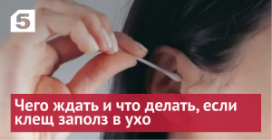 От инфекций до кровотечения: чего ждать и что делать, если клещ заполз в ухо