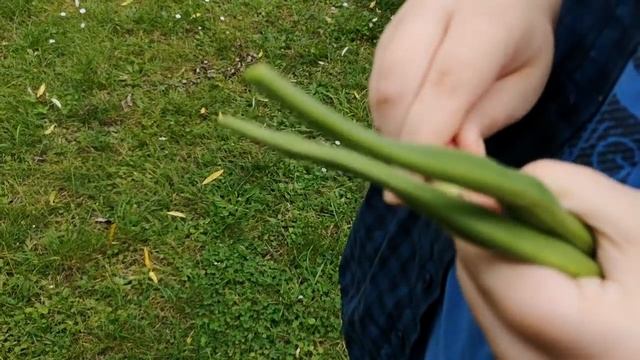 Мы с Кристиной в городе. Нильские гуси. Красный петух... смотреть онлайн