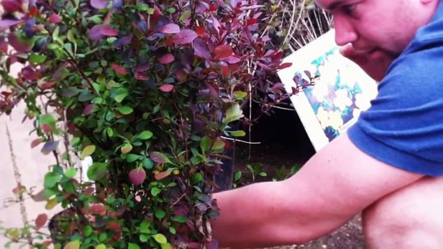 в мире растений смотреть онлайн