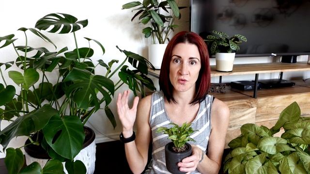 Complete Syngonium Care Guide | Arrowhead Plant Care and Propagation смотреть онлайн