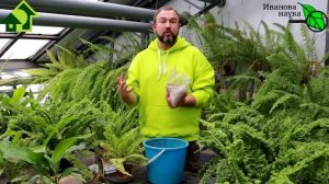 НАТУРАЛЬНОЕ УДОБРЕНИЕ ИЗ СКОТОБОЙНИ - МЯСОКОСНАЯ МУКА. Как выбирать, покупать и использовать.