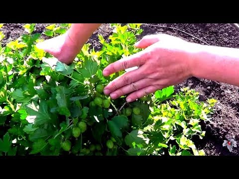 Результаты обрезки крыжовника