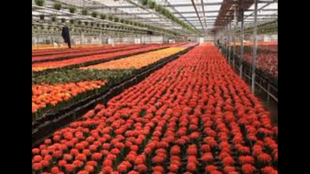 Бегония, секреты пышного цветения. смотреть онлайн