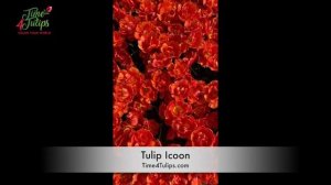 Tulip Icoon | Time4Tulips.com